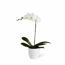 Potted Orchid